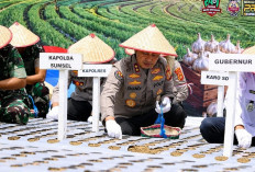 Polda Sumsel Siapkan 81 Hektare Lahan, Target Panen 810 Ton Bawang Putih, Serentak Lima Wilayah