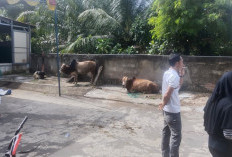 Warga Villa Gardena 4 Berkurban 6 Sapi-3 Kambing