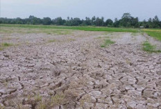 Ribuan Hektare Lahan Sawah di Rantau Panjang Ogan Ilir Alami Kekeringan, Petani Menjerit Bakal Gagal Panen