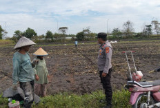 Polsek Indralaya Ogan Ilir Laksanakan Penanaman Jagung untuk Dukung Program Ketahanan Pangan
