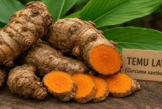 5 Manfaat Temulawak bagi Kesehatan, Tanaman Herbal yang Banyak Digunakan Masyarakat