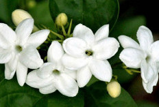 Ruangan Wangi Semerbak Di Hari Raya, Tempatkan 5 Tanaman Hias Beraroma Wangi Ini