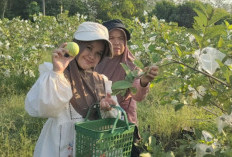 Hidden Gem Agrowisata di PALI, Petik Jambu Kristal Langsung dari Pohonnya Cuma Rp15 Ribu perkilo