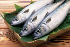 Kaya Omega 3, Ikan Tongkol Baik untuk Kesehatan: Cocok untuk Menu Lezat dengan Kesehatan