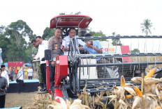 Polda Sumsel Gelar Panen Raya Jagung di OKU Selatan, Dukung Swasembada Pangan Nasional 2026