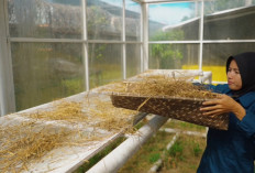 Merajut Harapan dari Limbah Jerami, Petani Pengabuan Tingkatkan Penghasilan Lewat Produk Ramah Lingkungan