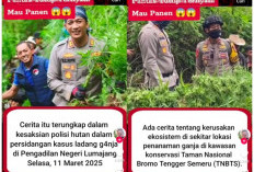 Heboh! Ladang Ganja Skala Besar Ditemukan di Kawasan Konservasi TNBTS, Indonesia Makin Darurat Narkoba