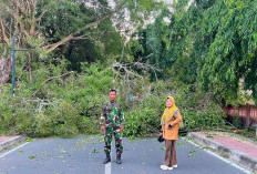 Angin Kencang Tumbangkan Pohon Besar di Dekat SMPN 1 Kayuagung hingga Tutupi Jalan