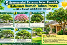 Ini 5 Rekomendasi Pohon Peneduh Halaman Rumah yang Tahan Panas, Bikin Rumah Lebih Sejuk