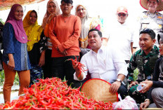Bupati Askolani Panen Cabai 4 Ton, Memperluas Kejayaan Pangan di Kabupaten Banyuasin