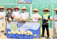 Wujudkan Ketahanan Pangan, Lapas Kelas IIB Muara Enim Panen 214 Kg Melon Belanda