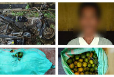 Curi 150 Kg Jeruk untuk Makan Sehari-Hari, Pria 37 Tahun di Tebing Gerinting Digelandang ke Polsek Indralaya