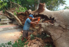 Petugas DLH OKI Lakukan Pemotongan Pohon Kapuk Tumbang di Depan Kantor Kelurahan Sidakersa Kayuagung