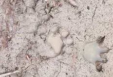 Teror Harimau di Indragiri Hilir, Sekolah Diliburkan