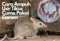 Begini Cara Ampuh Usir Tikus Cuma Pakai Garam, Gak Perlu Beli Racun