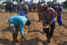 Polsek Pemulutan Ogan Ilir Dukung Ketahanan Pangan Lewat Penanaman Jagung di Desa Teluk Kecapi
