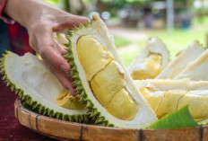 Jangan Salah Pilih, Begini Cara Memilih Durian yang Matang dan Manis 