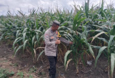 Musim Kemarau Tanaman Jagung di OKI Terancam Panen tidak Maksimal 