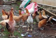 Cara Ternak Ayam Elba agar Cepat Bertelur, Panduan Buat Peternak Pemula!