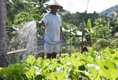 Tips Menyiram Tanaman yang Tepat Agar Tumbuh Subur, Hindari Kesalahan Berikut Ini 