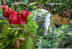5 Rekomendasi Tanaman Buah Cocok Ditanam Dalam Pot dan Menghasilkan