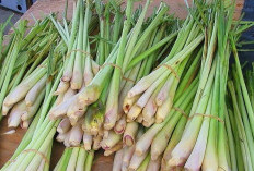 Cocok Dikonsumsi Usai Lebaran, Simak Resep Minuman Penurun Kolesterol Tinggi