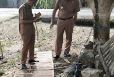 Buaya Liar Tangkapan Warga Air Itam Jejawi OKI Berhasil Dievakuasi