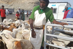 Banyak Dipertanyakan, MUI Pastikan Dam Haji Harus di Tanah Haram