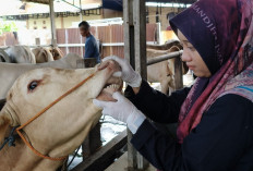 Dijual Pedagang, Hewan Kurban di Kayuagung Mulai Diperiksa Tim Disbunak