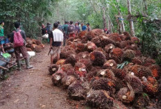 Wajib Tahu! Inilah Perkebunan PT Mitra Ogan: Sejarah, Perizinan, dan Kontribusinya bagi Daerah di Sumsel 