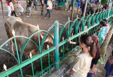 Ramai Bocah Antusias Menyaksikan Hewan Kurban di Masjid Agung, Sementara Terdata 10 Sapi 7 Kambing 