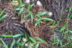 Warga Desa Dabuk Rejo Lempuing OKI Berburu Jamur Sawit, Sehari Hasilkan 10 Kilogram