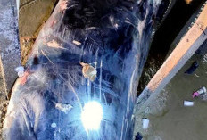 Ikan Paus Biru Terdampar di Kampung Nelayan Sungsang