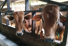 Berikut Daftar Harga Hewan Kurban Kambing dan Sapi di Palembang Jelang Idul Adha 1447 Hijriah