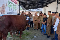 Pemkab Muara Enim Salurkan 17 Sapi Kurban, Termasuk Bantuan Presiden