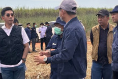 Gercep Ungkap Kasus Pembakaran 4,5 Hektare Kebun Tebu PT SGN, Manajemen Ungkap Apresiasi ke Polisi