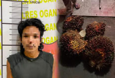 Seorang Pria di Muara Kumbang Kandis Diamankan Resmob Polres Ogan Ilir, Usai Kedapatan Curi 4 Tandan Sawit