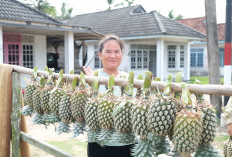 Nanas Bikang dan Teh Tayu Jebus Diajukan Jadi Indikasi Geografis Bangka Belitung