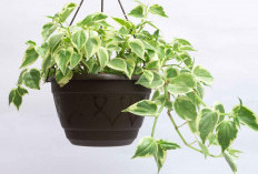 Tanaman Hias Gantung Paling Populer, Hadirkan Suasana Alami di Teras Rumah 