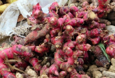 Cara Menanam dan Perawatan Jahe Merah Menggunakan Polybag Di Rumah