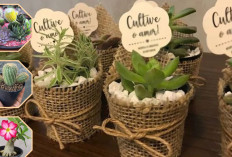 5 Tanaman Kaktus dan Sukulen Cantik untuk Ide Hampers Idul Fitri 2026 yang Unik dan Berkesan