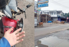 Warga Tanjung Batu Ogan Ilir Jadi Korban Sapi Berkeliaran di Jalan Raya, Alami Luka dan Bodi Motor Pecah