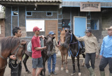 Kampung Koboi Tugu Selatan, Wujud Transformasi Desa Berbasis Potensi Lokal dalam Program Desa BRILiaN