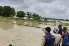 Hektaran Lahan Sawah di Lempuing OKI Terendam Banjir, Petani Terancam Gagal Panen