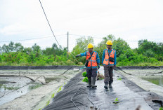 PLN Perkuat Infrastruktur Kelistrikan Sentra Udang OKI, Listrik Andal Jadi Motor Produktivitas dan Ekonomi