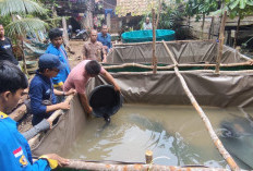 Merintis Usaha Pembenihan Ikan di Lahan Gambut, Desa Perigi Pangkalan Lampam Ogan Komering Ilir