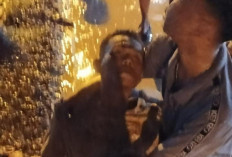 Warga Tulung Selapan OKI Tewas Usai Ribut di Orgen Tunggal