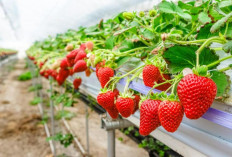 Cara Menanam Strawberry Hidroponik di Daratan Rendah Agar Buahnya Tetap Manis: Mudah Tanpa Lahan Luas