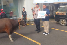 Salurkan 20 Hewan Kurban ke Warga Sekitar Pelabuhan Boombaru, PT Pelindo Pastikan Daging Tetap Sasaran