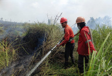 Berkat Kesigapan Tim Gabungan, 10 Hektare Lahan di Ogan Ilir yang Terbakar Dipadamkan dalam Waktu 4 Jam